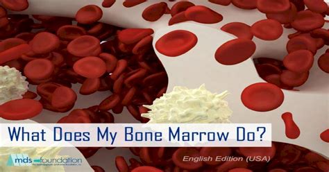 What Does My Bone Marrow Do Mds Does My Bone Marrow Do Red