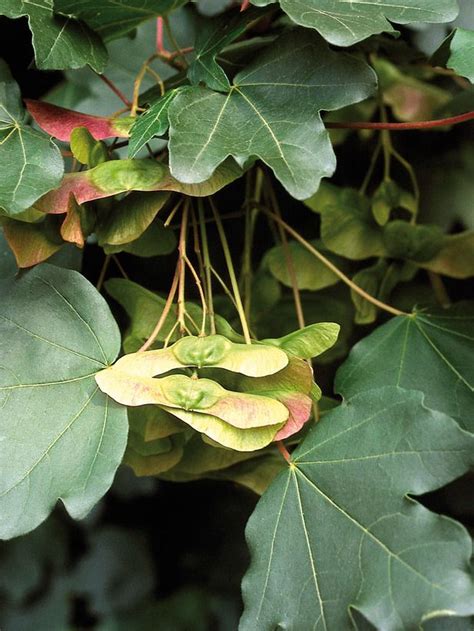 Which trees do they come from? Set the Scene With a Large Tree | Seed pods, Leaf art ...