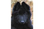 Search dogs and puppies for sale by breed, size, and state with info on 300+ dog breeds at puppiesndogs.com. Belgian Sheepdog Puppies for Sale from Reputable Dog Breeders