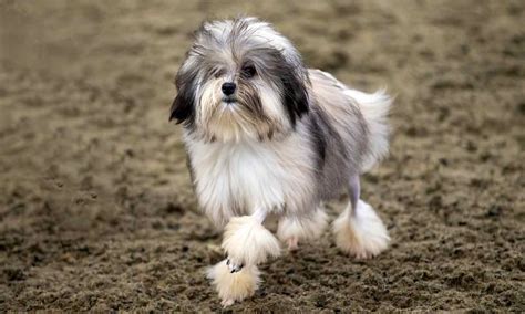 These 15 French Dog Breeds Are Très Adorable Bechewy