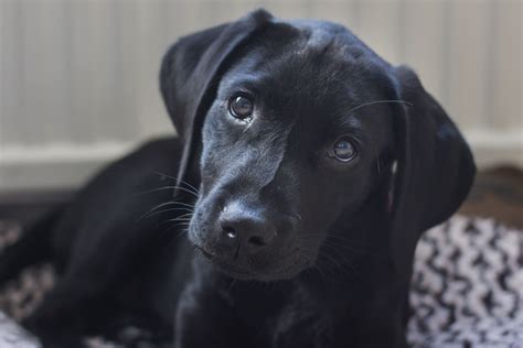 17 Labrador Retriever Pictures To Brighten Your Day