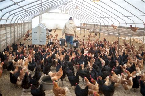 If it's thought you might have symptoms of bird flu you'll be advised to stay at home, or you'll be cared for in hospital in isolation from other patients. Ireland confirms H5N8 case in a wild bird | The Poultry Site