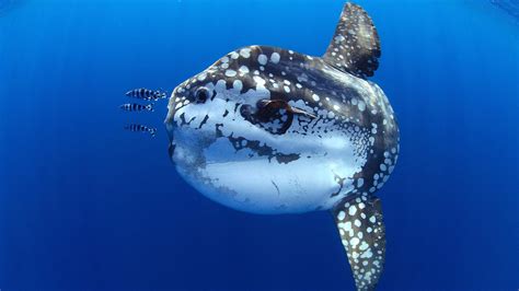Ocean Sunfish Or Common Mola Mola Mola