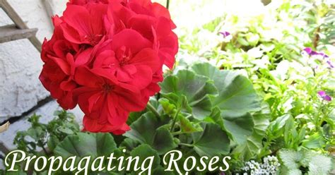 How To Propagate Roses And Geraniums Using Stems Behind