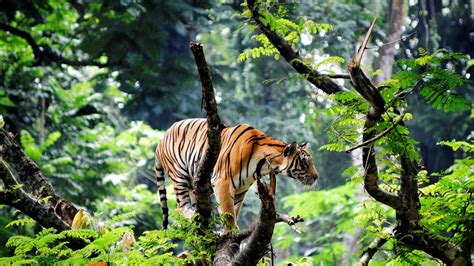 Tiger Is Standing On Tree Trunk In Blur Jungle Background 4k Hd Jungle