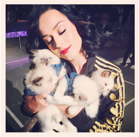 celebrities obsessed with their cats