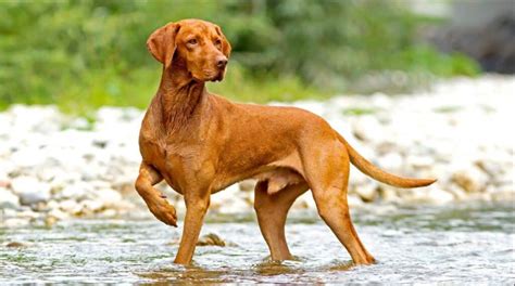 The History And Origin Of Vizsla Dogs Unveiling Their Ancestry