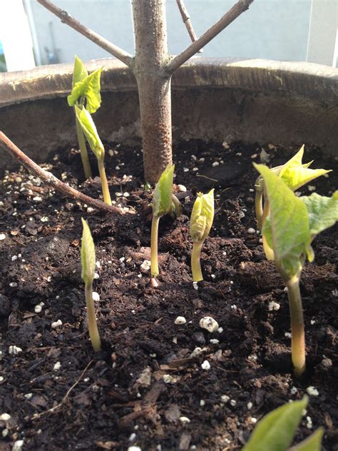 It allows you to grow fresh vegetables during th. Pole Beans growing in a container that sprouted very quickly. They grow very quickly and have a ...
