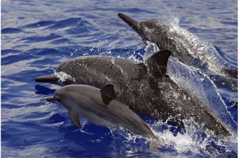 Us Bans Swimming With Hawaiis Nocturnal Spinner Dolphins
