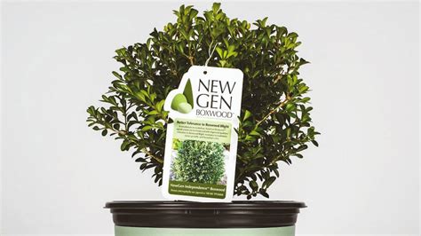 Newgen Boxwood Coming To The Usa In 2020 Ebts Uk