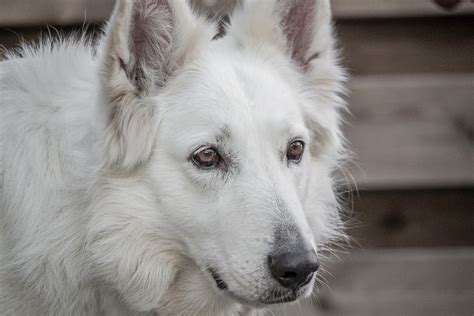 White German Shepherds A Coat Color Variation Or More Pethelpful