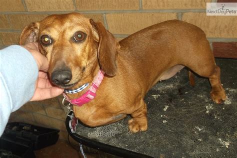 The dachshund rescue of buck's county has listings of dachshunds needing homes, medical issues, breed information and volunteer information. Dachshund, Mini puppy for adoption near Springfield ...