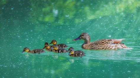2560x1440 Duck With Her Ducklings 1440p Resolution Hd 4k Wallpapers