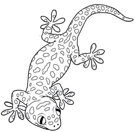 Gecko Básico para colorear imprimir e dibujar ColoringOnly