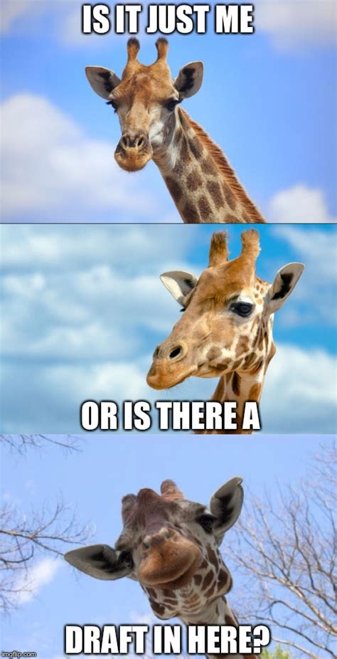 bad pun giraffe imgflip