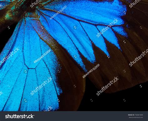 Wings Butterfly Ulysses Closeup Wings Butterfly Stock Photo 758081809