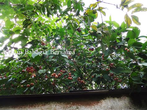 Buah roselle kaya dengan vitamin a dan c serta mineral ( kalium dan kalsium ) khasiat buah roselle Kebun Bahagia Bersama: Syawal Stok Segar Telur Ayam