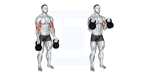 Kettlebell Biceps Curl Guide Benefits And Form