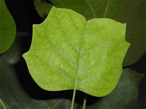However, hardy palms also exist. Tulip Poplar