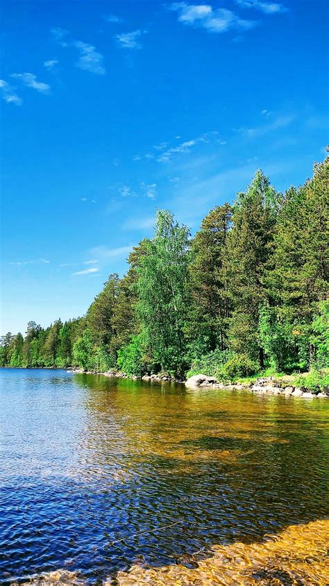 Download Wallpaper 1350x2400 Forest Trees Coast Lake Landscape