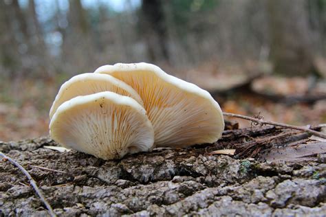 The Best Ideas For Fall Oyster Mushrooms Most Popular