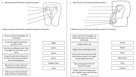 Ks3 ~ Year 7 ~ Reproductive Systems Teaching Resources