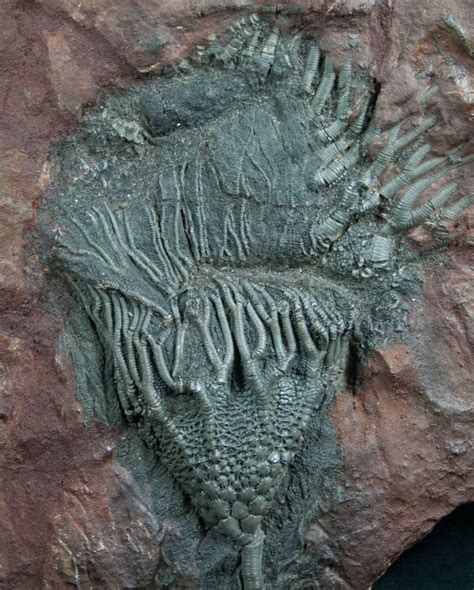 6 Moroccan Crinoid Fossil Scyphocrinites For Sale 7813
