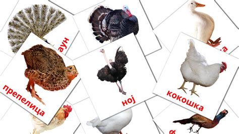 1300 free serbian cyrillic flashcards pdf picture vocabulary