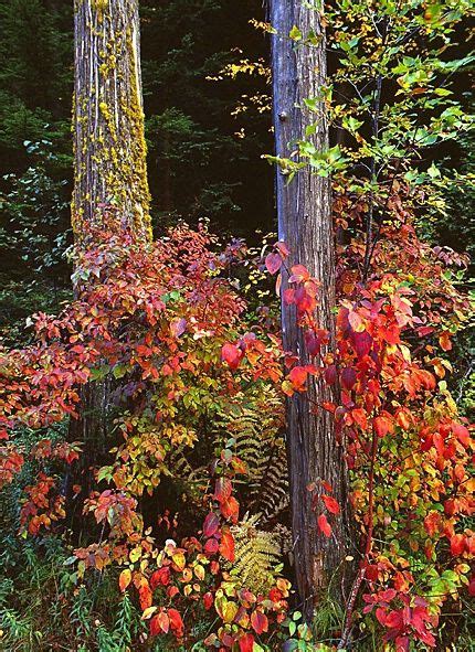 True cedar trees (cedrus spp.) belong to the pinaceae plant family and naturally occur in asia and africa. Cedar Trees | Cedar trees, Tree, Fruit trees