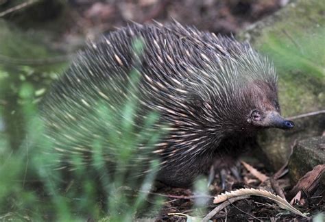 Australias Native Wildlife Exploroz Articles