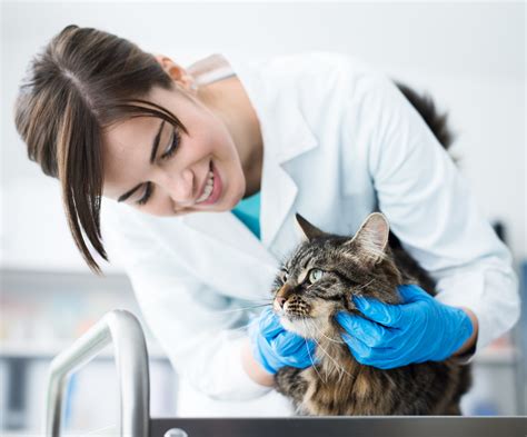 Microchipping Your Pet Warrington Animal Welfare