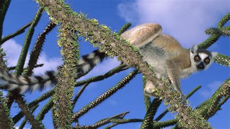Download Wallpaper 1920x1080 Lemur Trees Climbing Cute