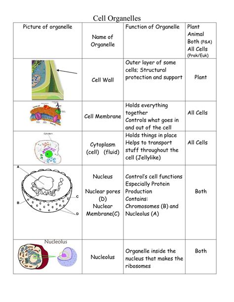 Organelle Structure And Function Chart