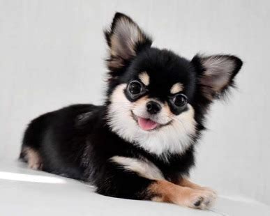 Muchos dueños de chihuahuas disfrutan aseando y vistiendo a sus perros, y los moños de perros son un accesorio simple para darle a tu chi un toque. Allevamenti clandestini di chihuahua: torturati e ...