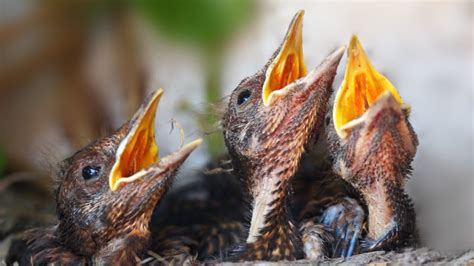 Nature Bird Study Reveals How Parents Choose Who Goes Hungry Nova