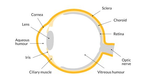 How Do The Eyes Work Parts Of The Eye Sightsavers