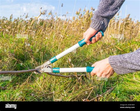 Cutting Grass With Scissors Hi Res Stock Photography And Images Alamy