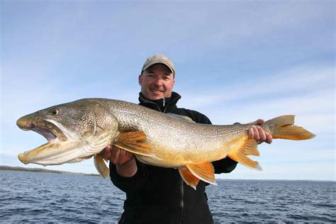 If you used to simply go to the store and pick up whatever first caught your eye, you may be unaware that typically cheaper than a pure fluorocarbon fishing line, this line provides a means for anglers of all skill levels to catch trout. Fly Fishing for Giant Lake Trout on Saskatchewan's Lake ...