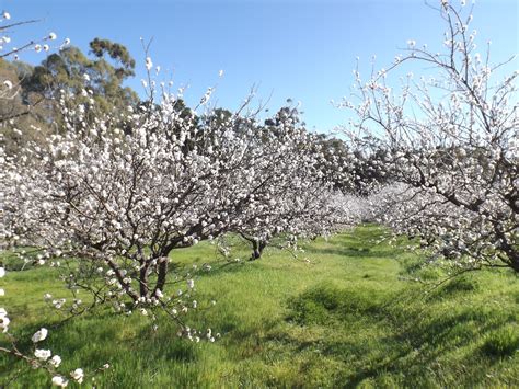 The moorpark apricot tree is a small self fertile tree and a favourite for planting in english gardens. Apricot trees flowering - Taralee Orchards