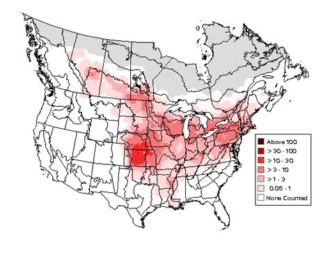 Baltimore Oriole Minnesota Breeding Bird Atlas