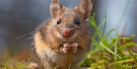 Field mouse has a body that is covered with a layer of fur; Field Mouse 101: Facts and Tips to Get Rid of Field Mice ...
