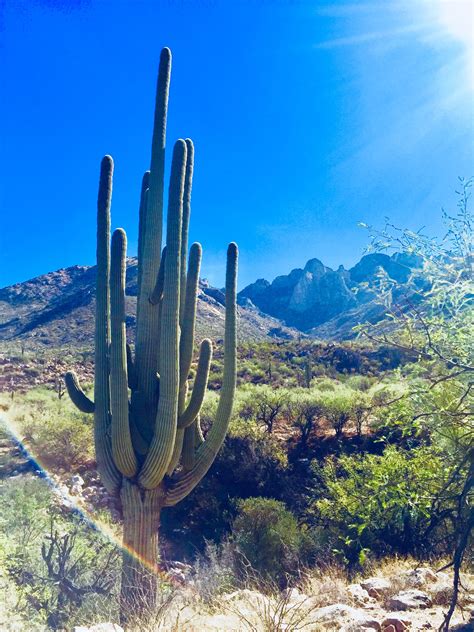 The cactus family is nearly endemic to the new world from southern canada to southern south plants grow from sea level to about 4000 feet (1200 m). Pin by Lizard In New Mexico on Places I've been and want ...