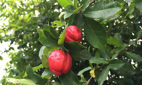 Barbados Cherry Tart Tropical Cherries You Ll Love Epic Gardening
