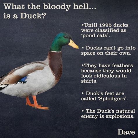 Duck Facts Weird Animal Facts Animal Facts Interesting Fun Facts