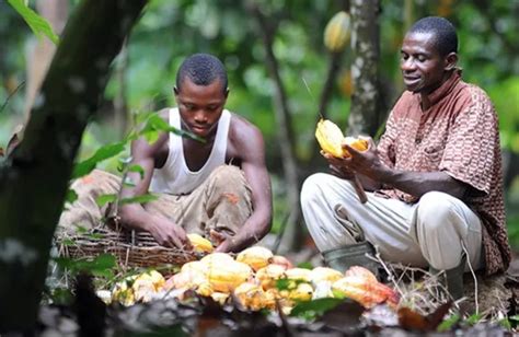 Ghana Domestic Cocoa Production Surpasses Ivory Coast Gccp
