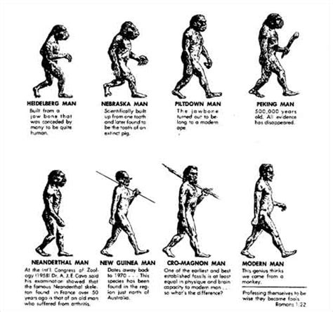 Stages of human evolution pictures. Evolution Of Man Chart - Gallery Of Chart 2019