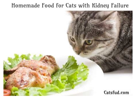 Wet food is 70% water or more, making it an effortless source of the hydration your cat needs. Homemade Food for Cats with Kidney Failure - Catsfud