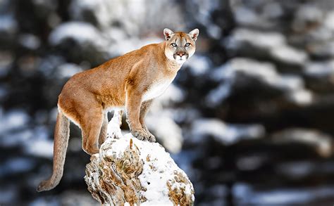 How Cougars Can Help Save Human Lives Mnn Mother