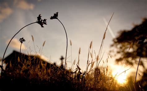 Sunlight Nature Spikelets Silhouette Photography Landscape Macro Plants