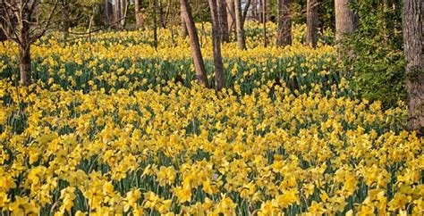 #3 of 6 things to do in ball ground. Northern GA's Gibb Gardens near Big Canoe: Daffodil ...